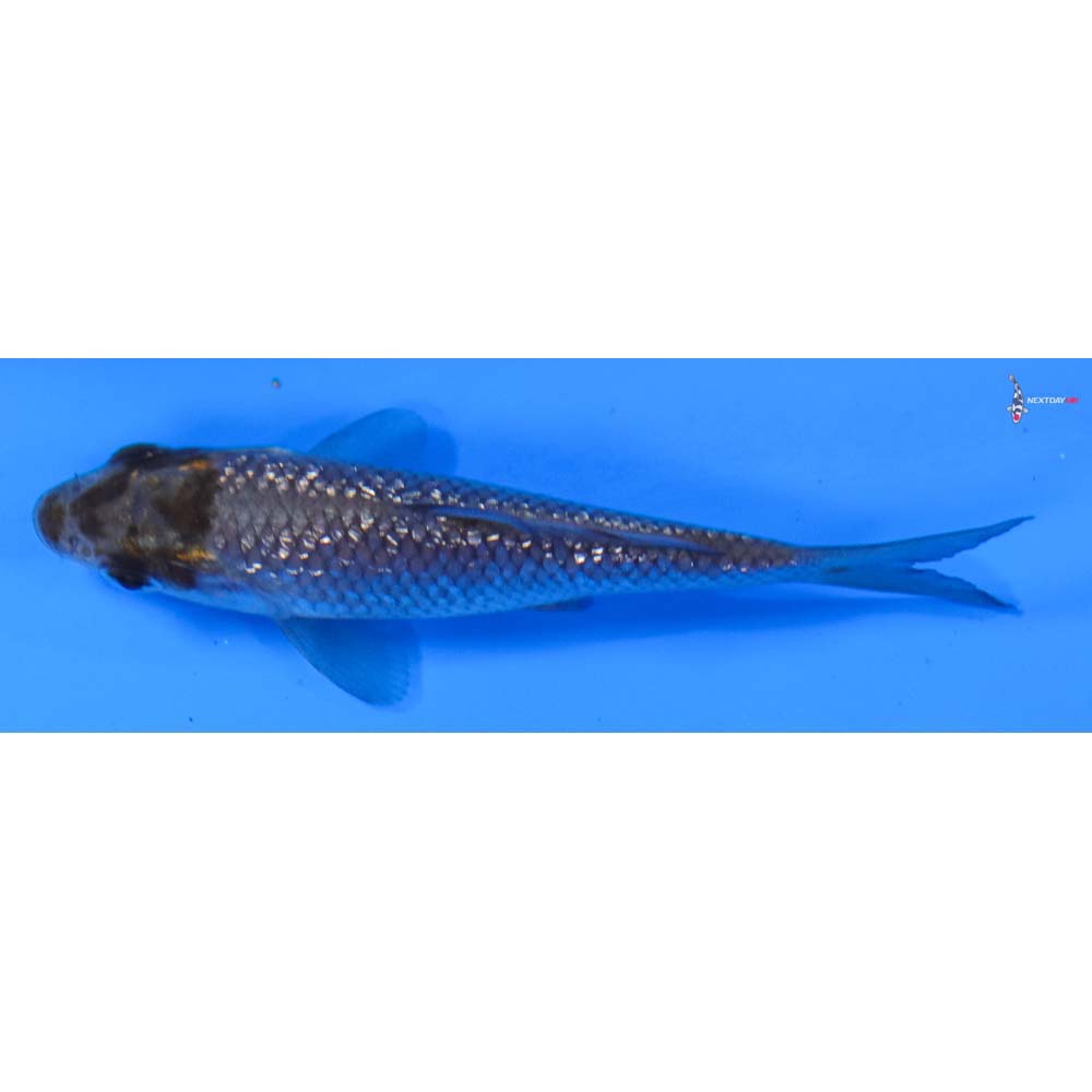 3” Imported Ochiba Shigure