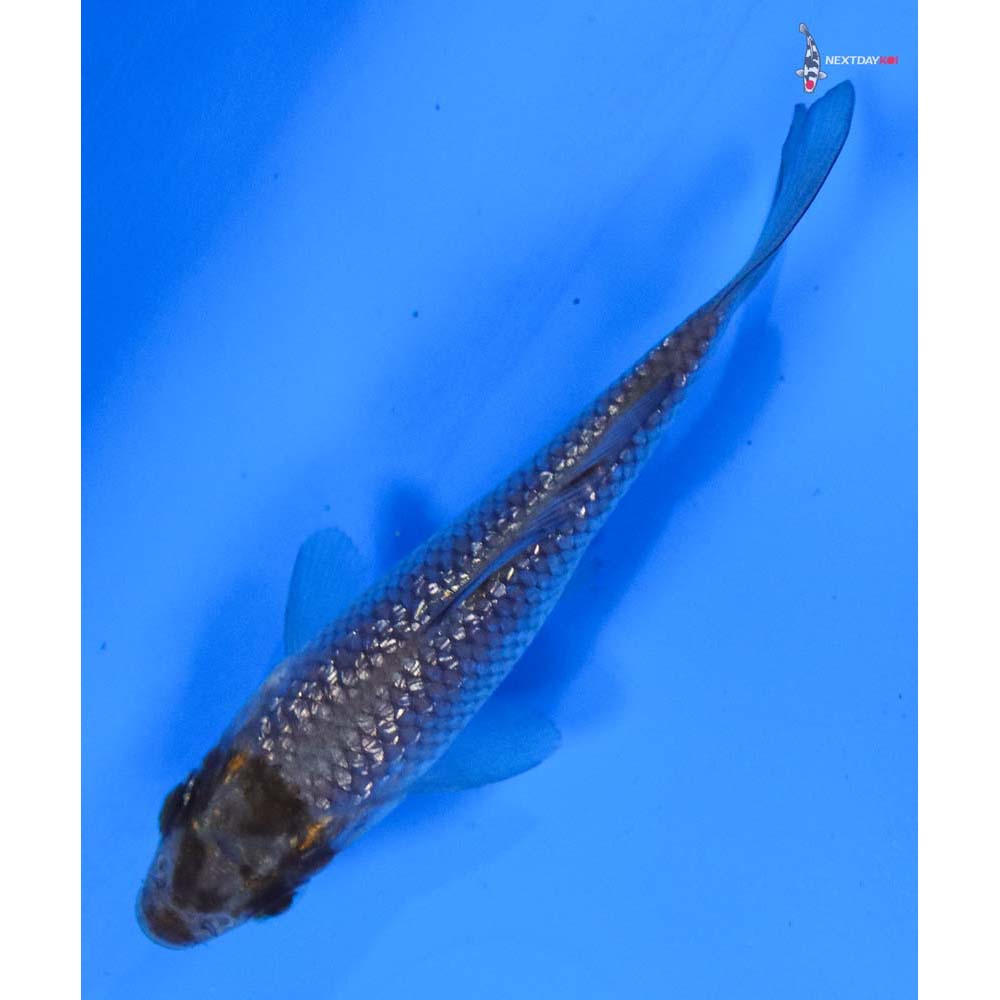 3” Imported Ochiba Shigure