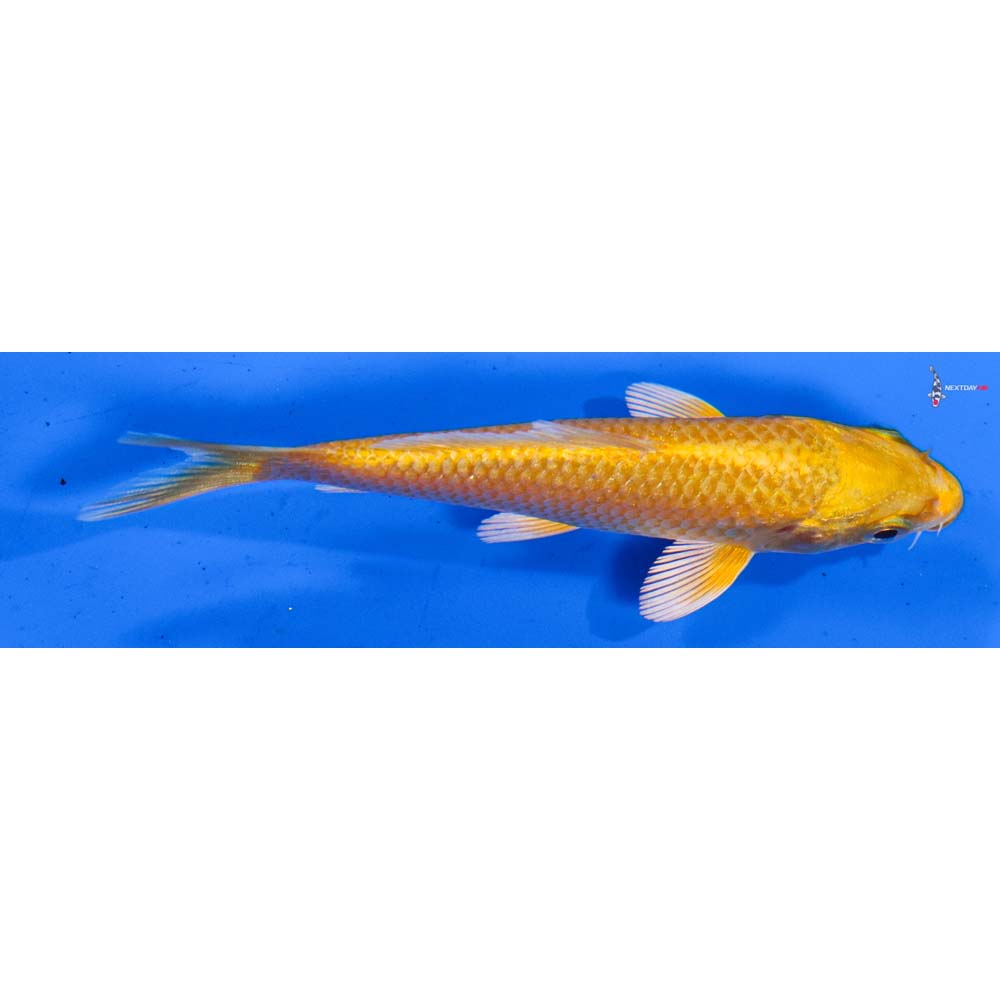 3.5” Imported Yamabuki Ogon