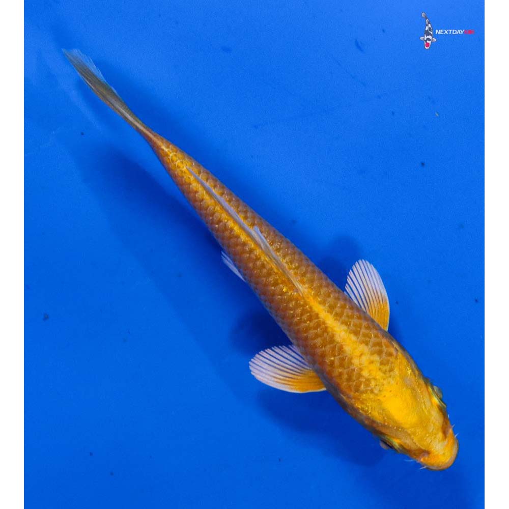 3.5” Imported Yamabuki Ogon