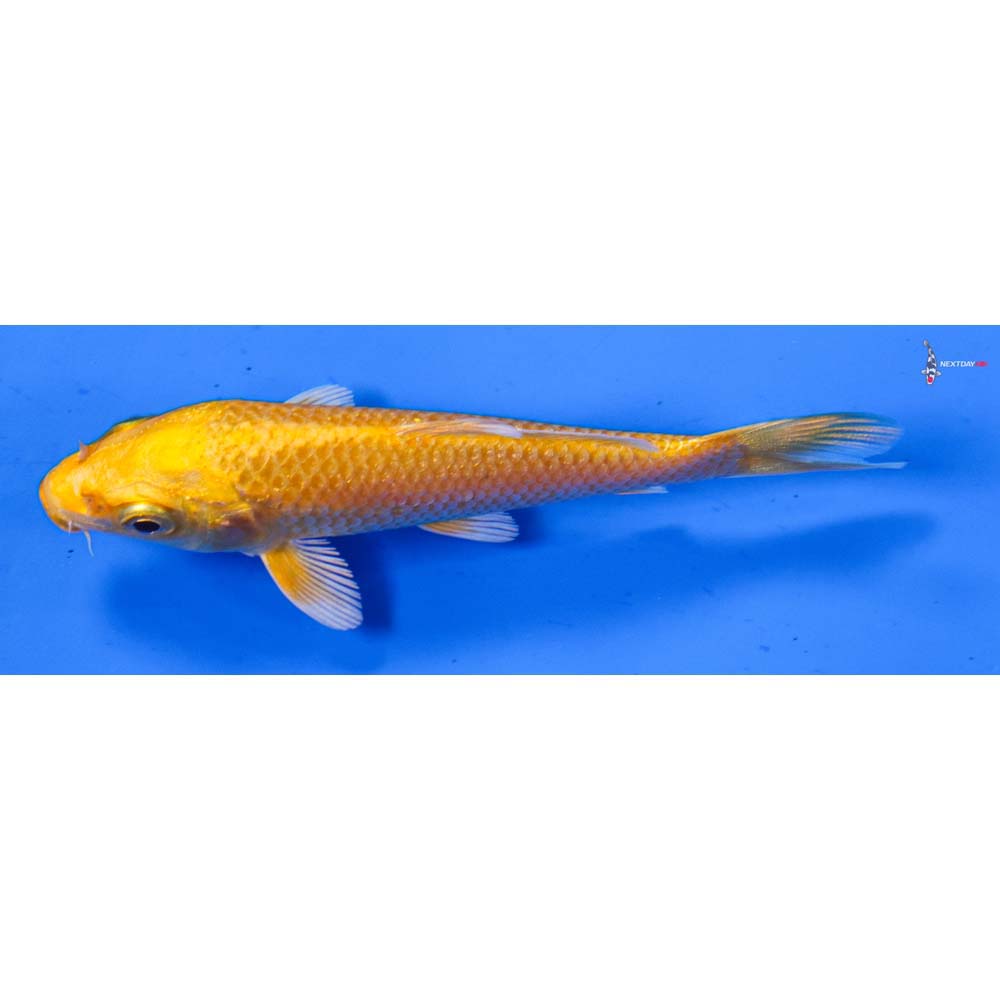 3.5” Imported Yamabuki Ogon