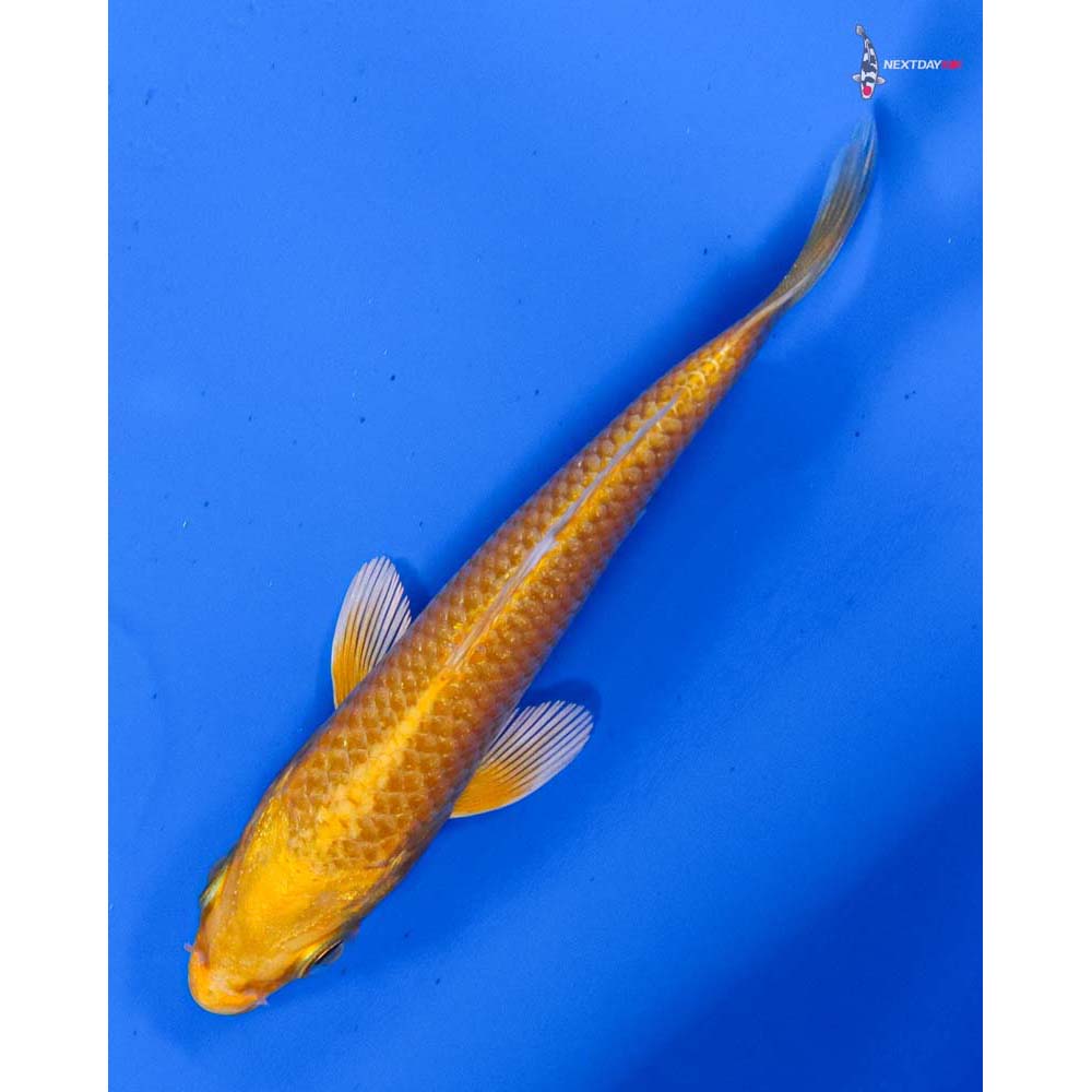3.5” Imported Yamabuki Ogon
