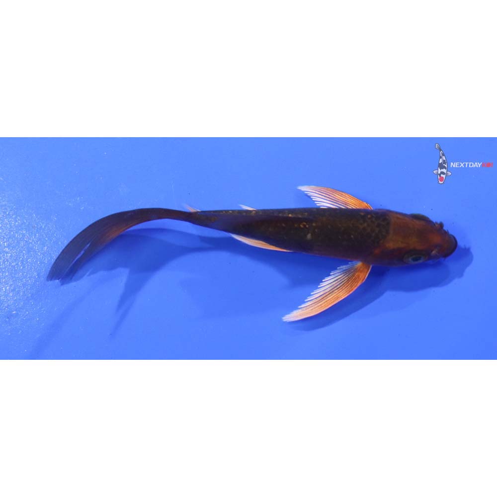3.5” Imported Chagoi Butterfly Koi