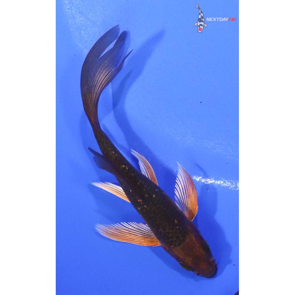 3.5” Imported Chagoi Butterfly Koi
