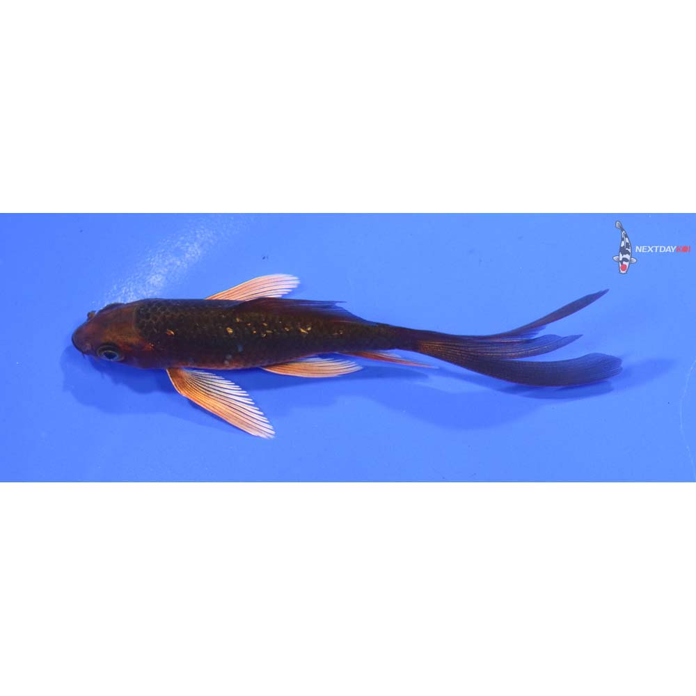 3.5” Imported Chagoi Butterfly Koi