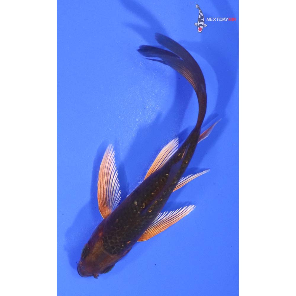 3.5” Imported Chagoi Butterfly Koi