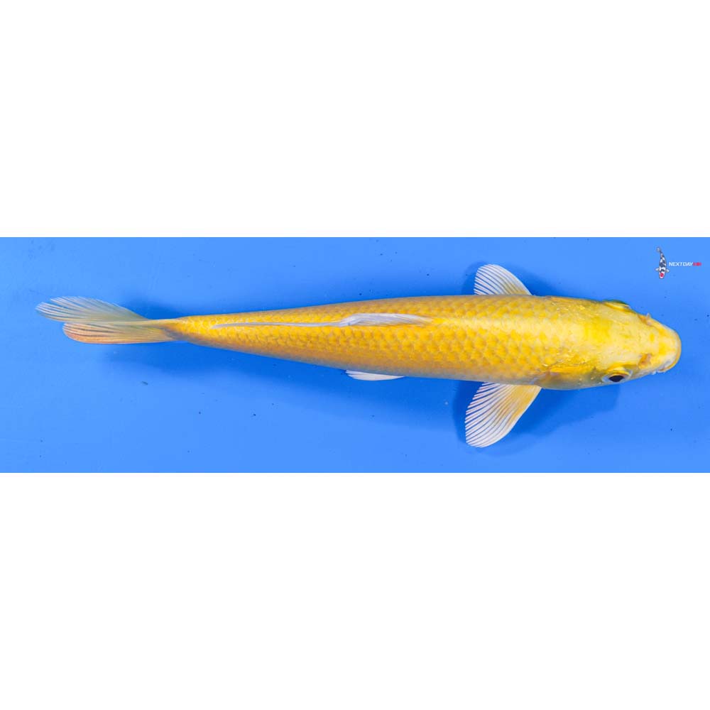 8” Imported Yamabuki Ogon