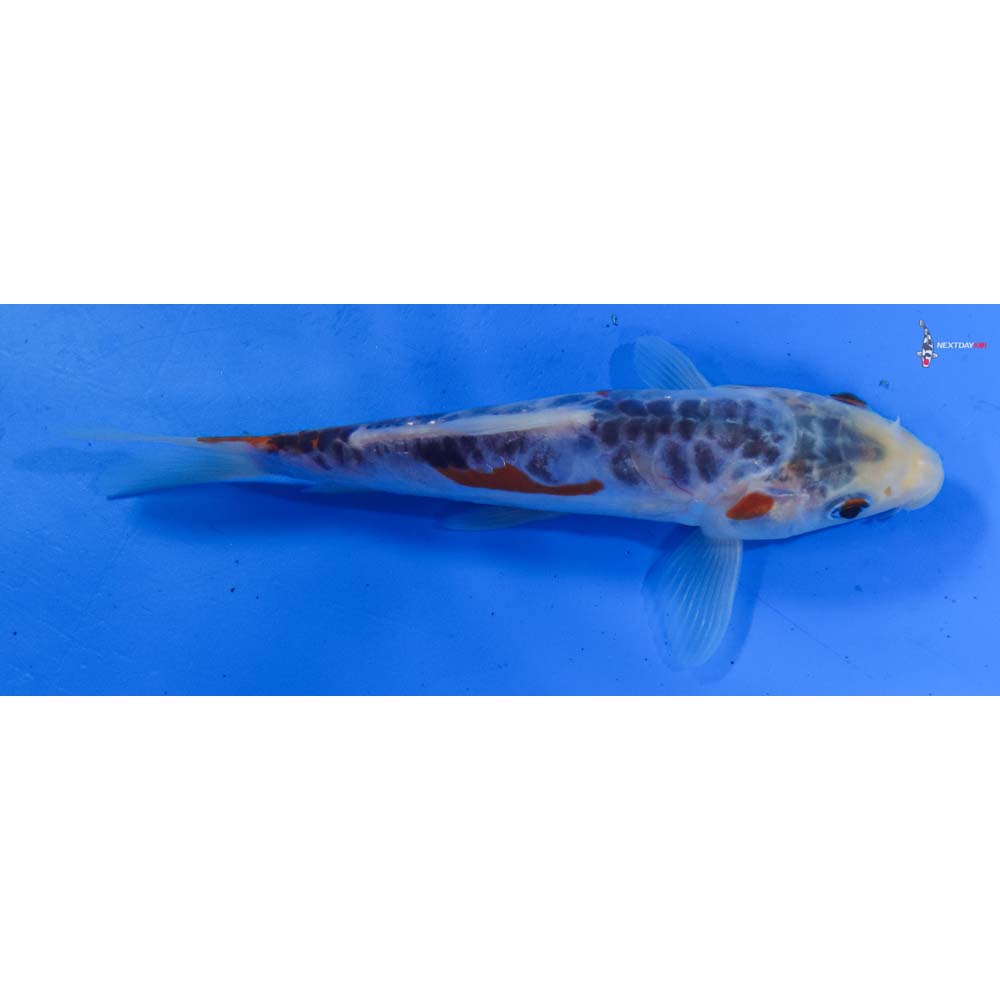 6.5” Imported Shusui