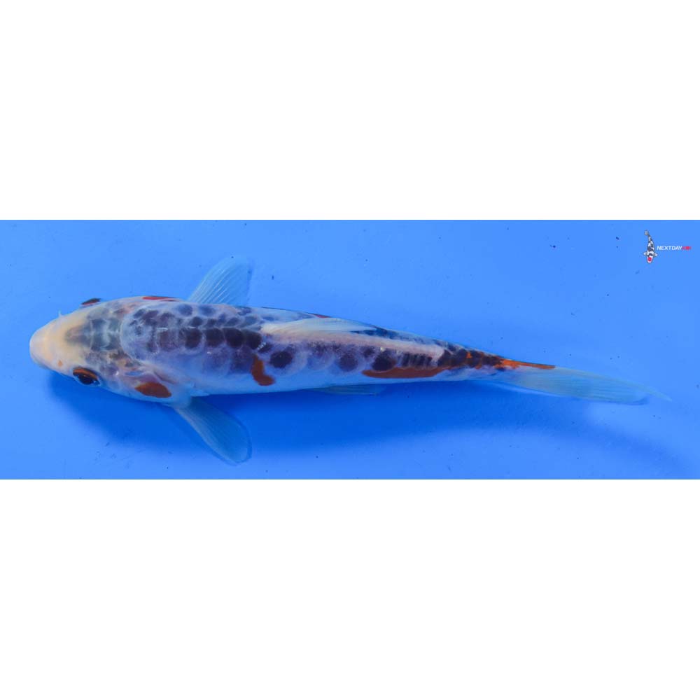 6.5” Imported Shusui