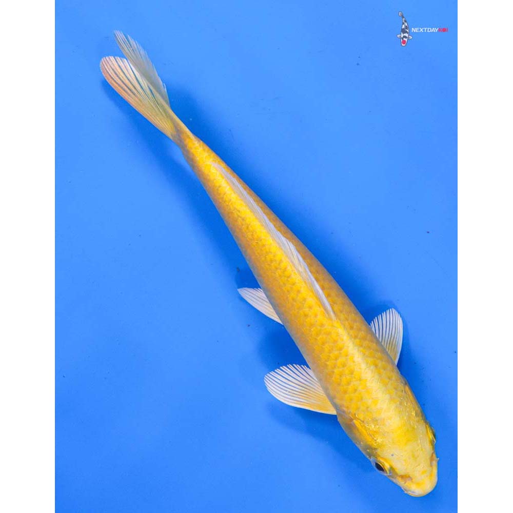 8” Imported Yamabuki Ogon