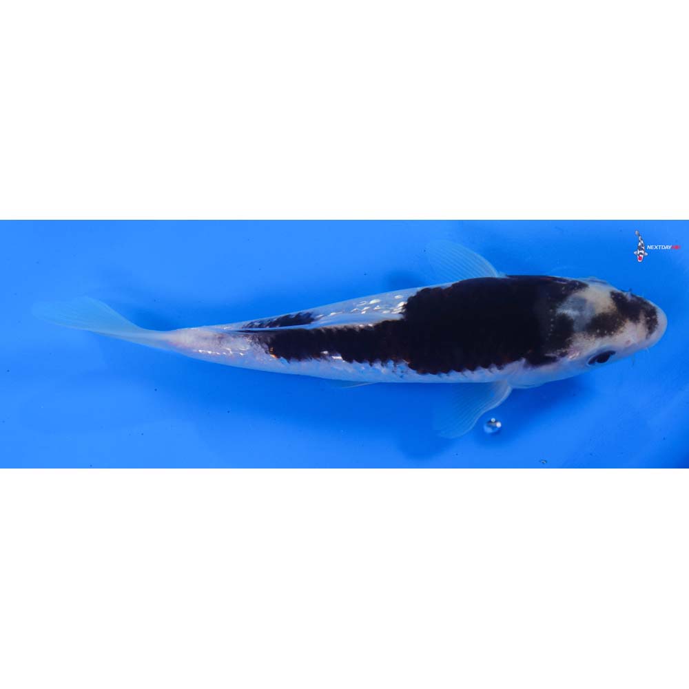 6.5” Imported Gin Rin Goromo