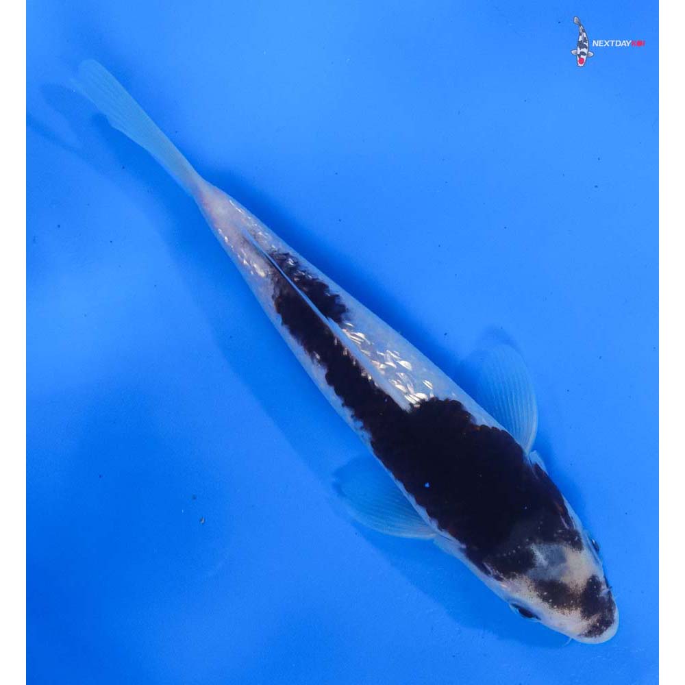 6.5” Imported Gin Rin Goromo