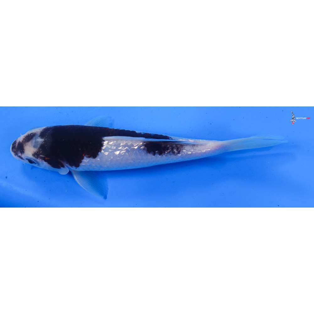 6.5” Imported Gin Rin Goromo