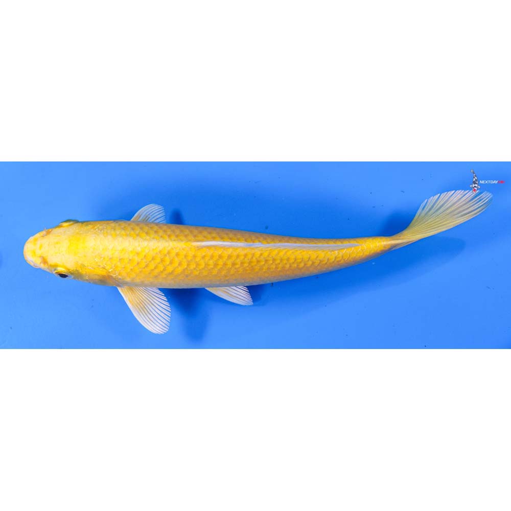 8” Imported Yamabuki Ogon