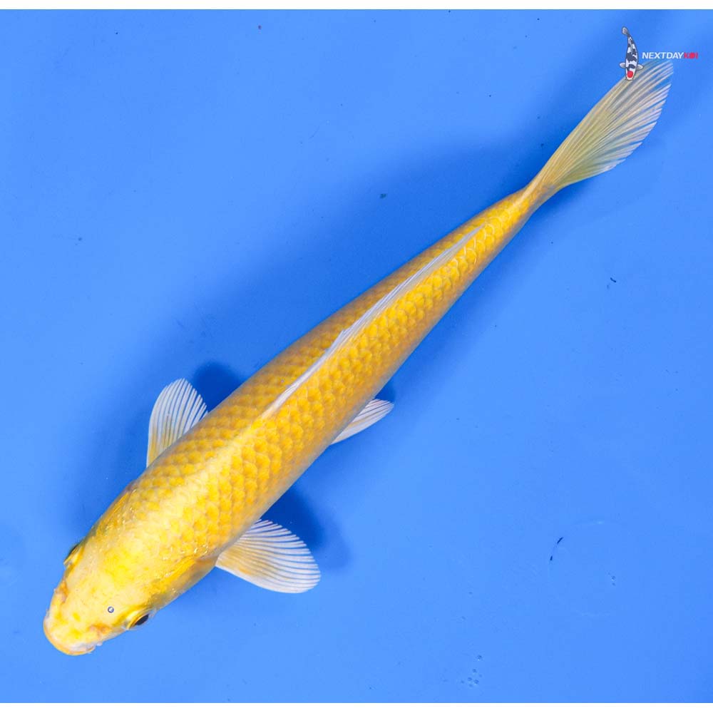 8” Imported Yamabuki Ogon