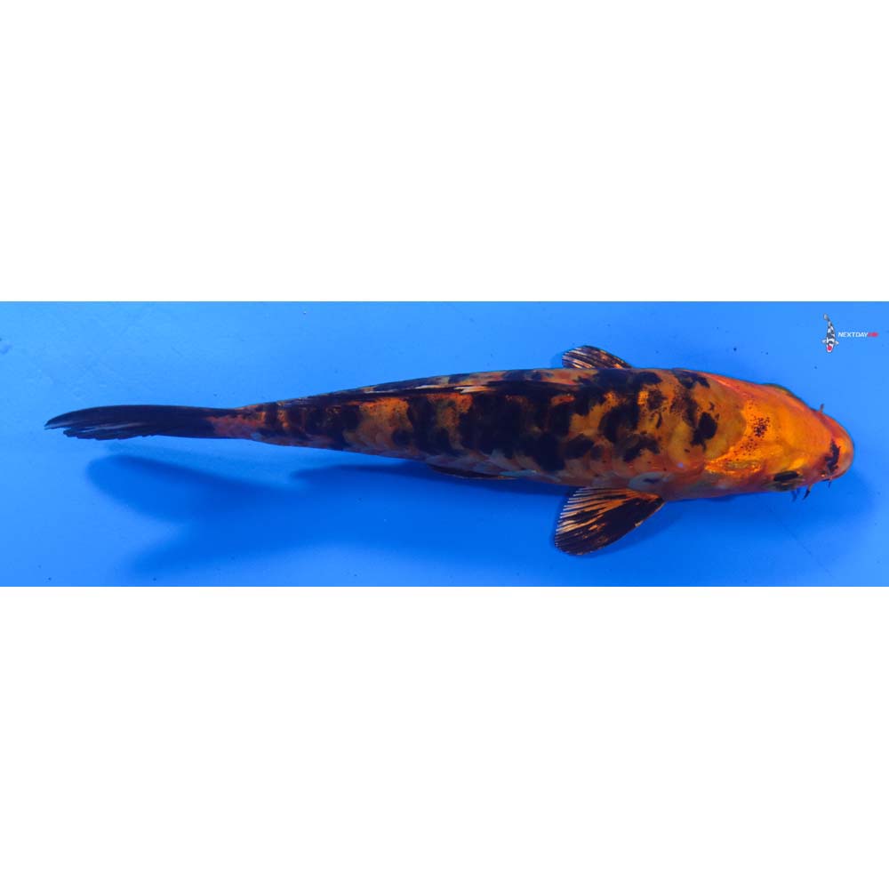 6” Imported Armor Scaled Kin Aka Bekko