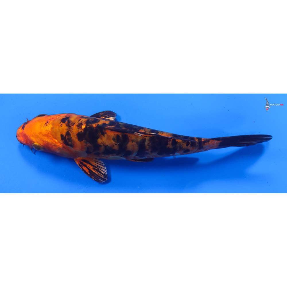 6” Imported Armor Scaled Kin Aka Bekko