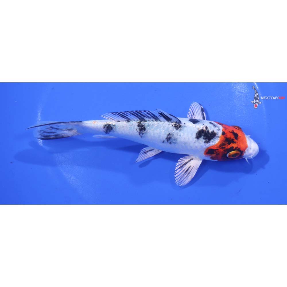 6” Imported Yamato Nishiki