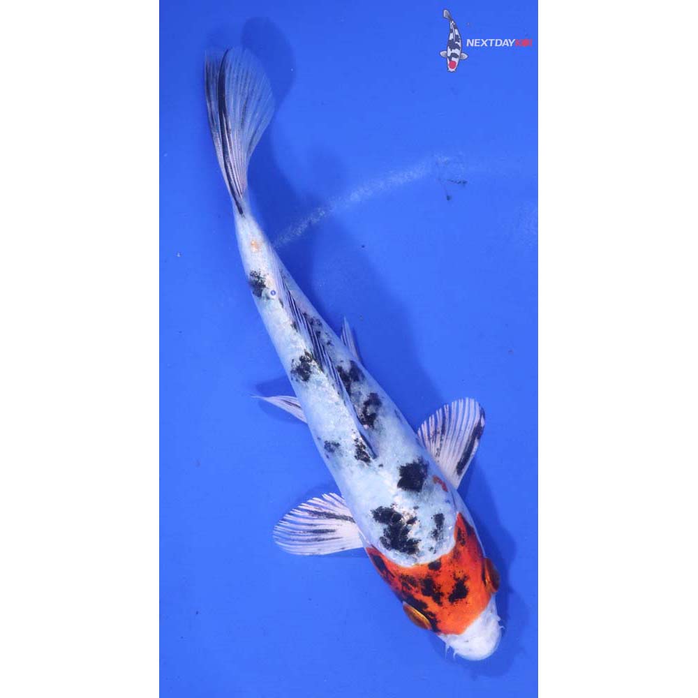 6” Imported Yamato Nishiki