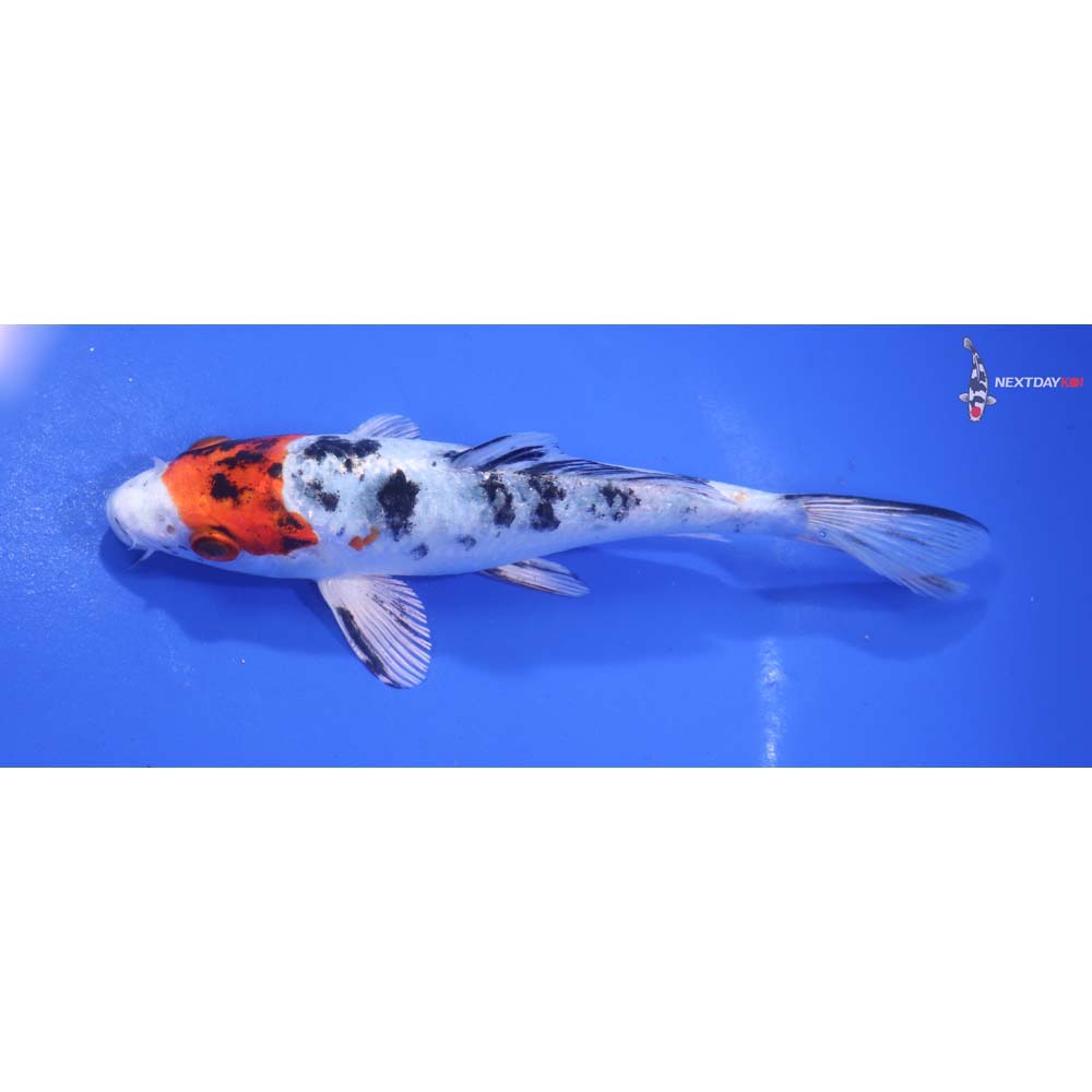 6” Imported Yamato Nishiki