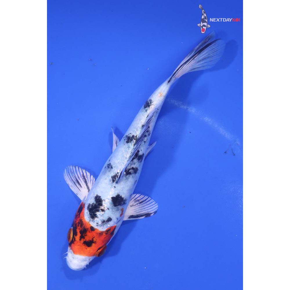 6” Imported Yamato Nishiki