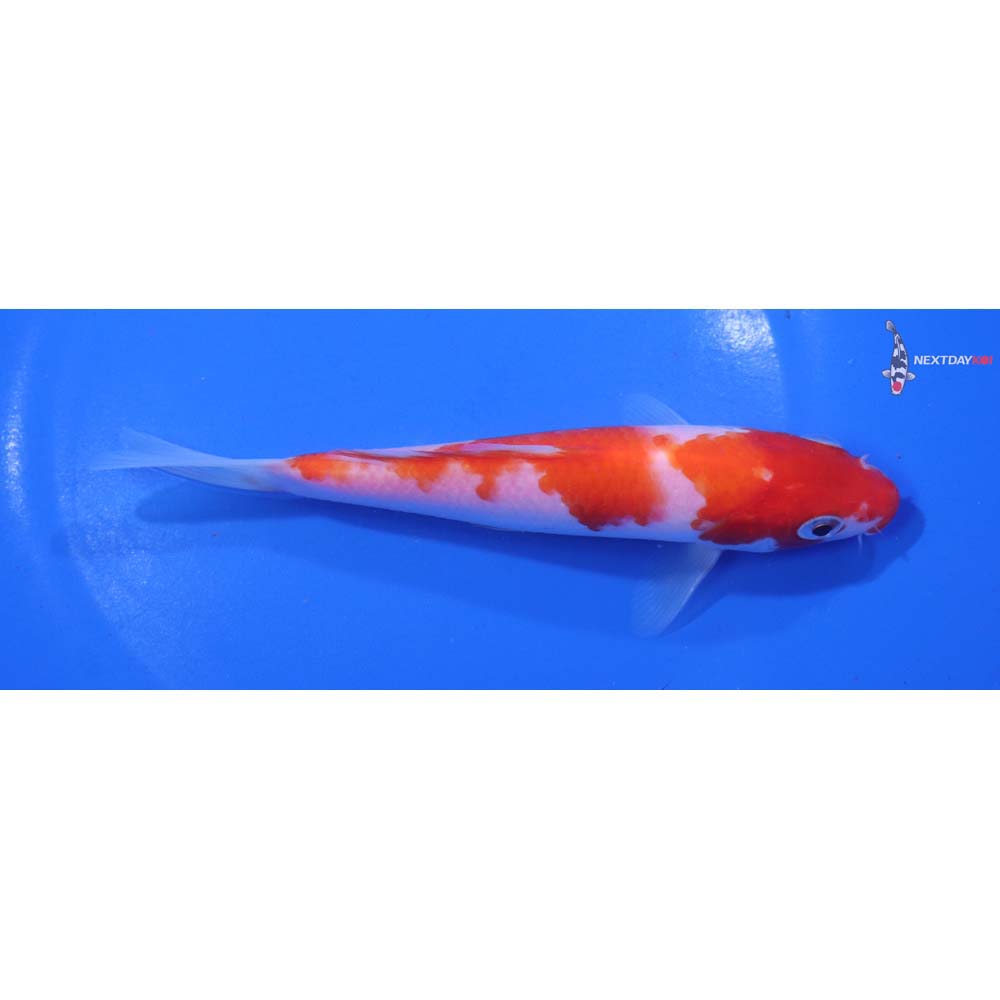 6” Imported Kohaku