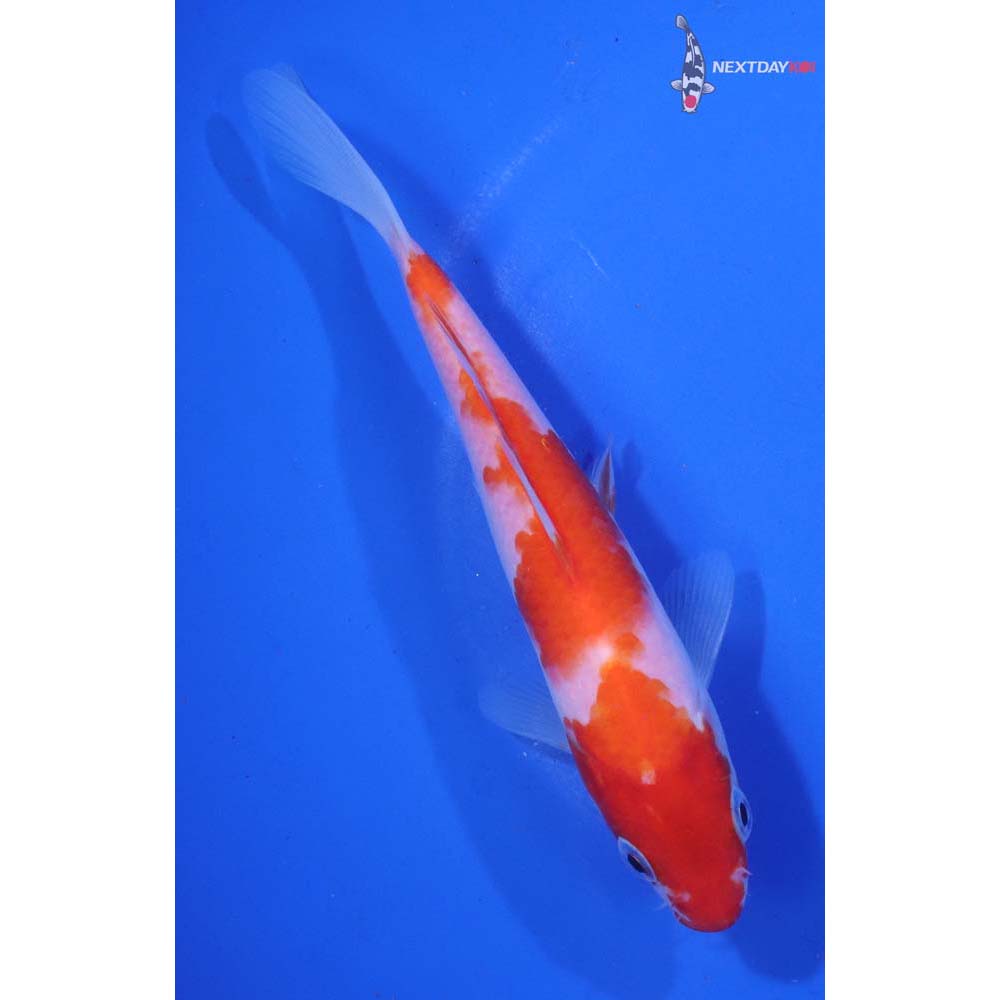6” Imported Kohaku
