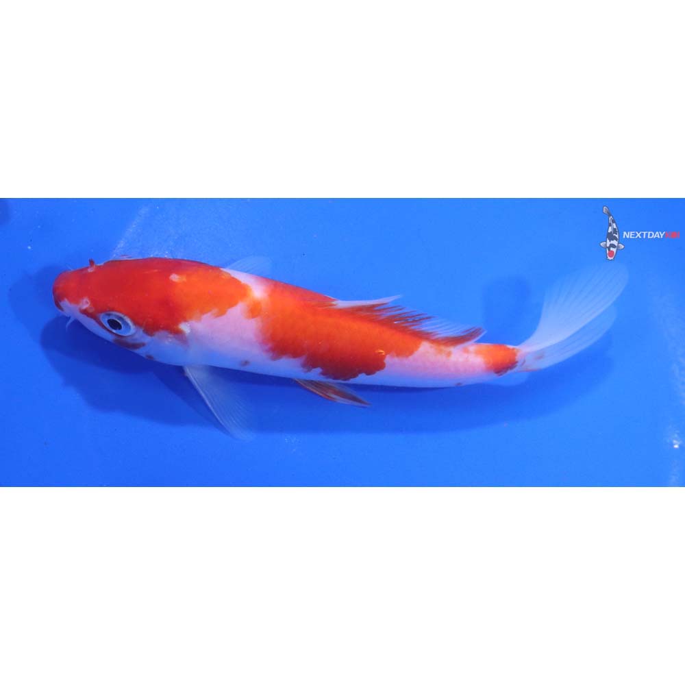 6” Imported Kohaku
