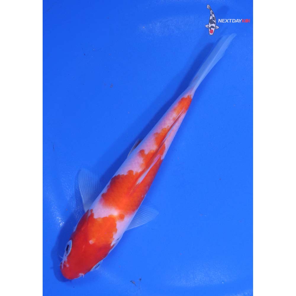 6” Imported Kohaku