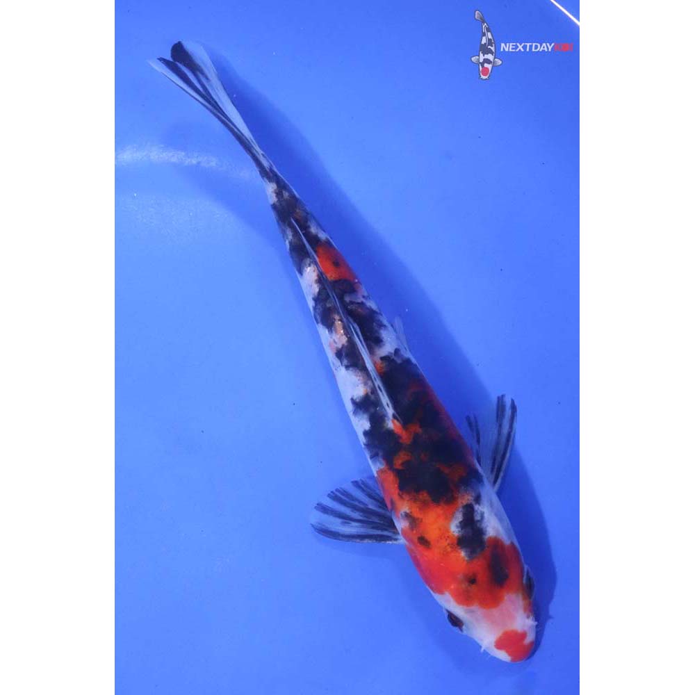 6.5” Imported Armor Scaled Sanke