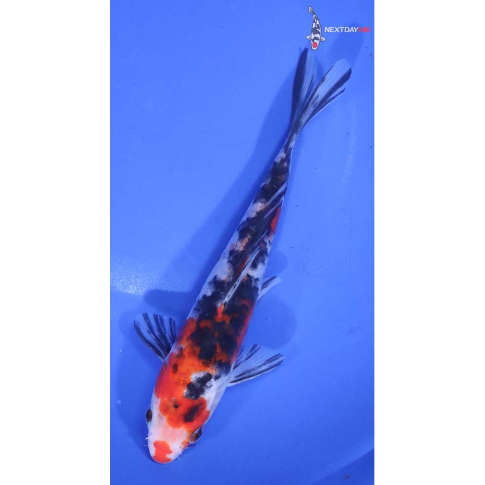 6.5” Imported Armor Scaled Sanke