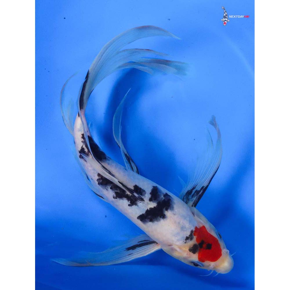 10” Imported Sanke Butterfly Koi