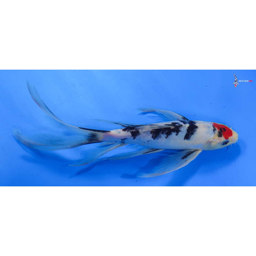 10” Imported Sanke Butterfly Koi
