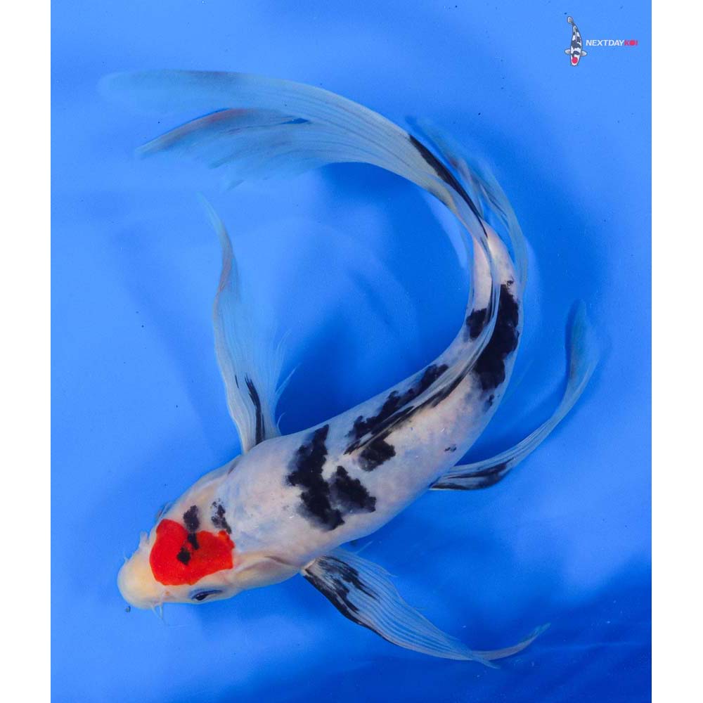 10” Imported Sanke Butterfly Koi