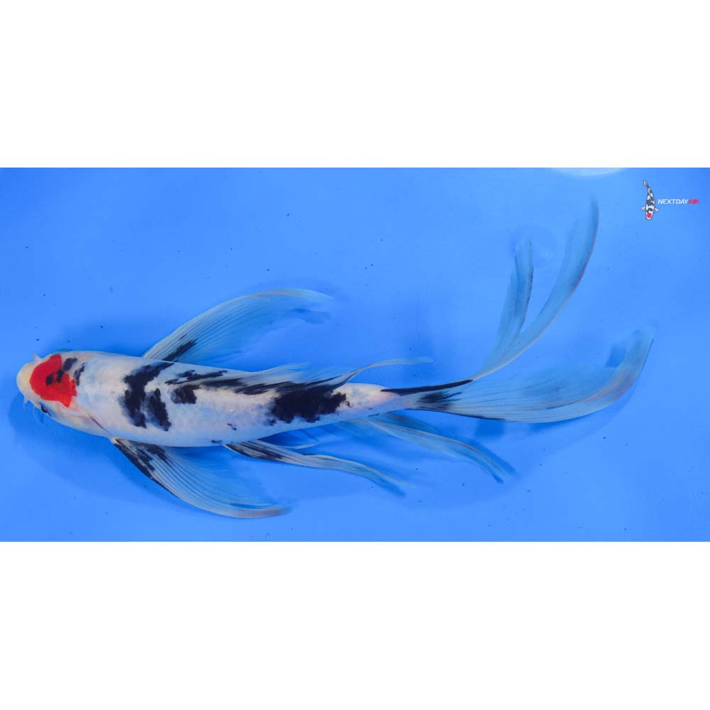 10” Imported Sanke Butterfly Koi