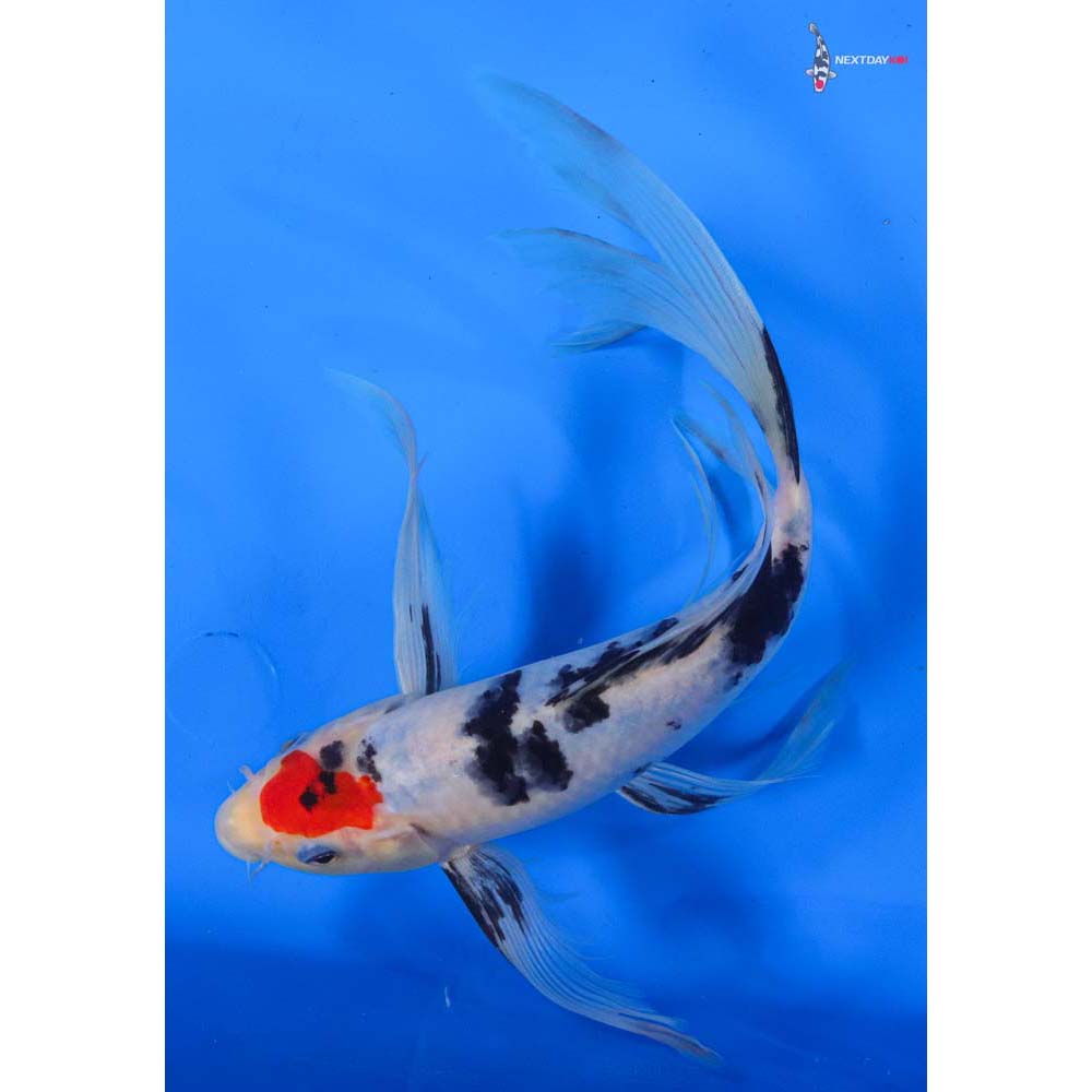 10” Imported Sanke Butterfly Koi
