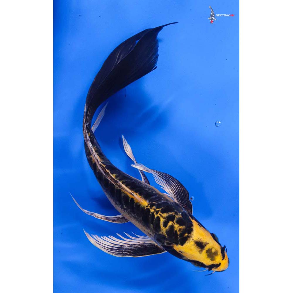 10” Imported Kin Kikokuryu Butterfly Koi