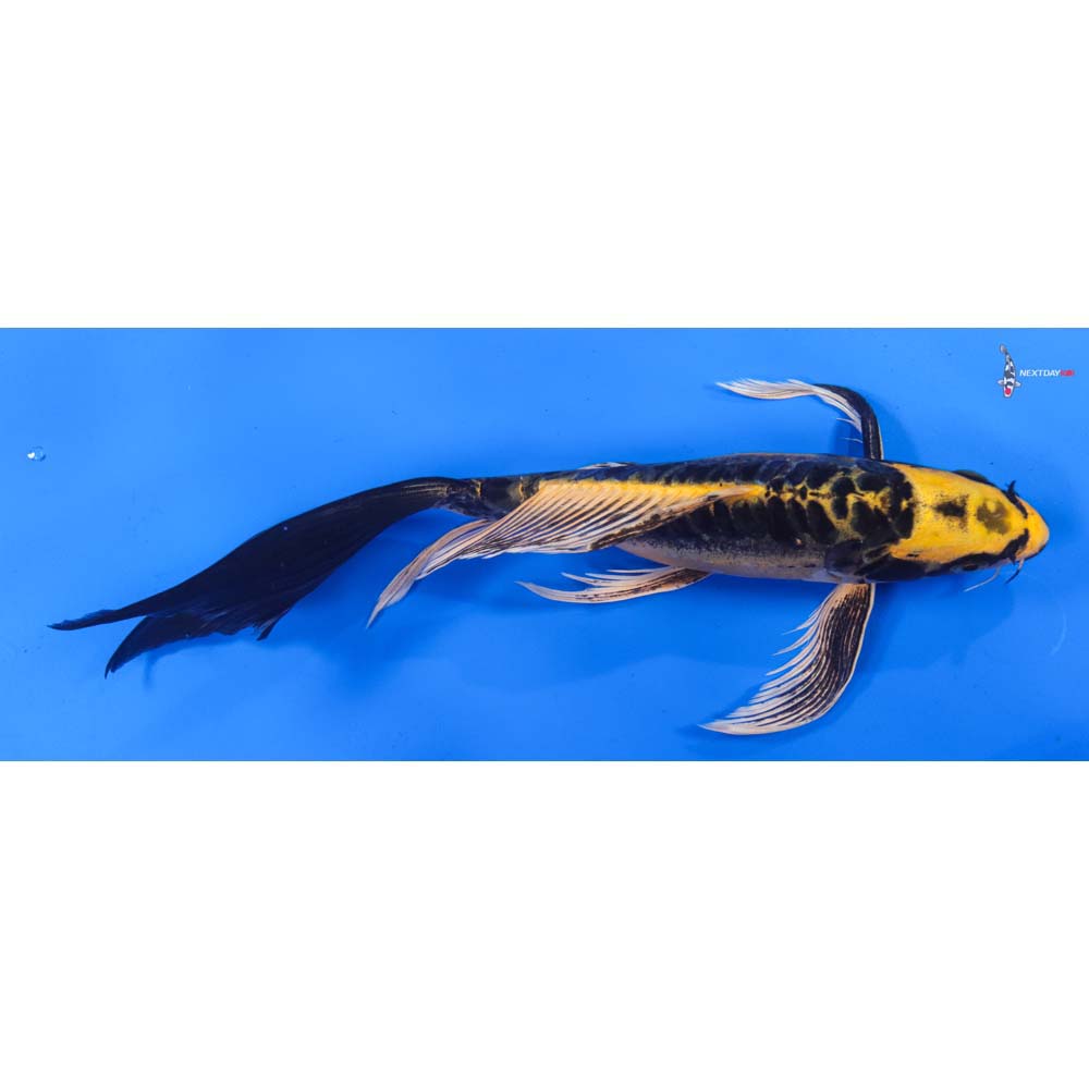 10” Imported Kin Kikokuryu Butterfly Koi