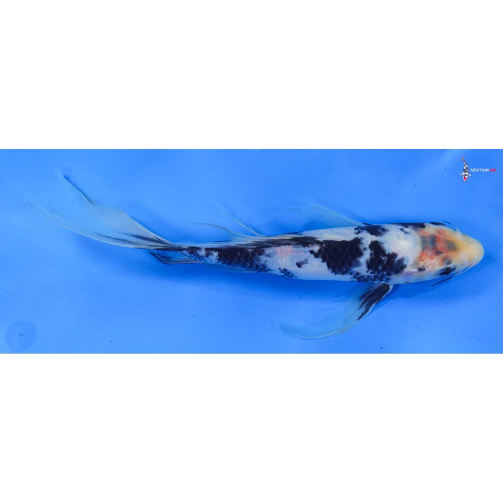 10” Imported Shiro Utsuri Butterfly Koi
