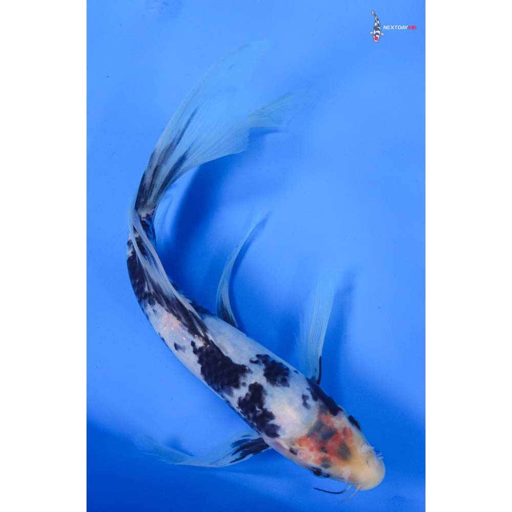 10” Imported Shiro Utsuri Butterfly Koi