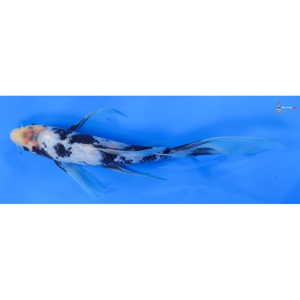 10” Imported Shiro Utsuri Butterfly Koi