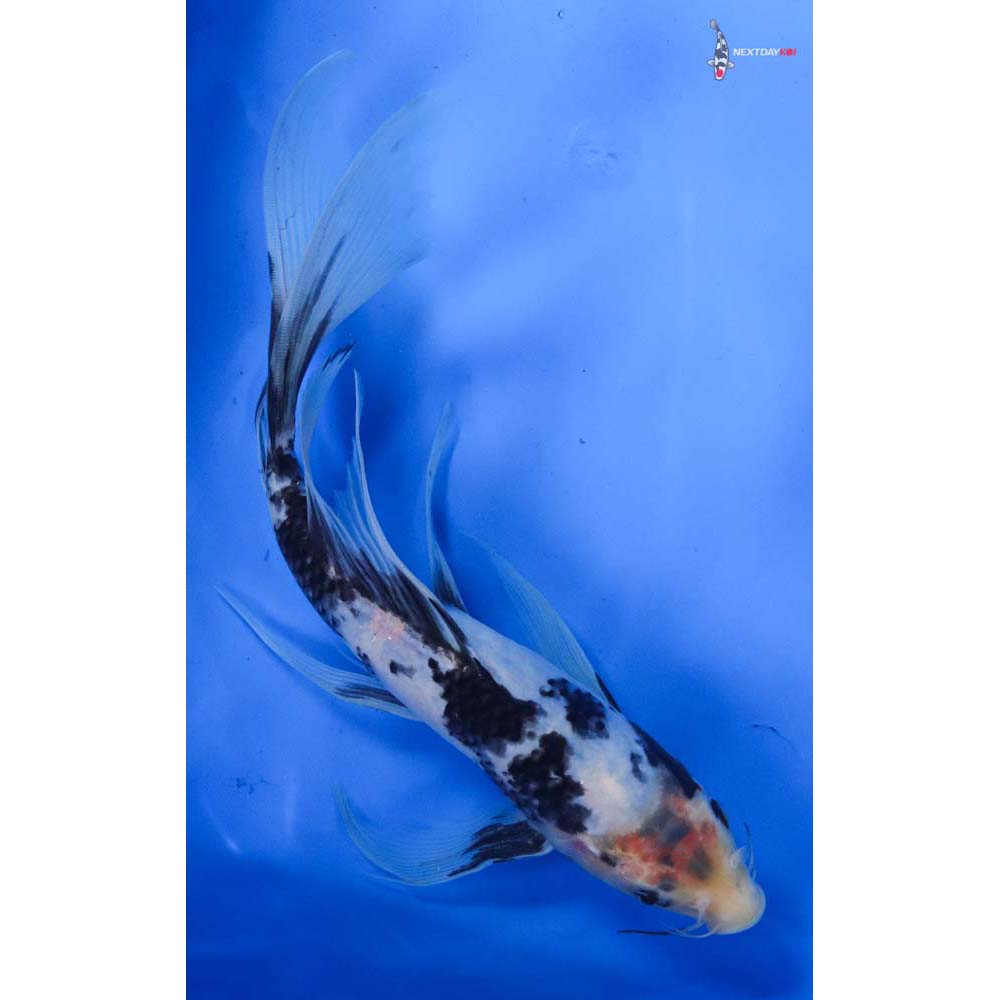 10” Imported Shiro Utsuri Butterfly Koi