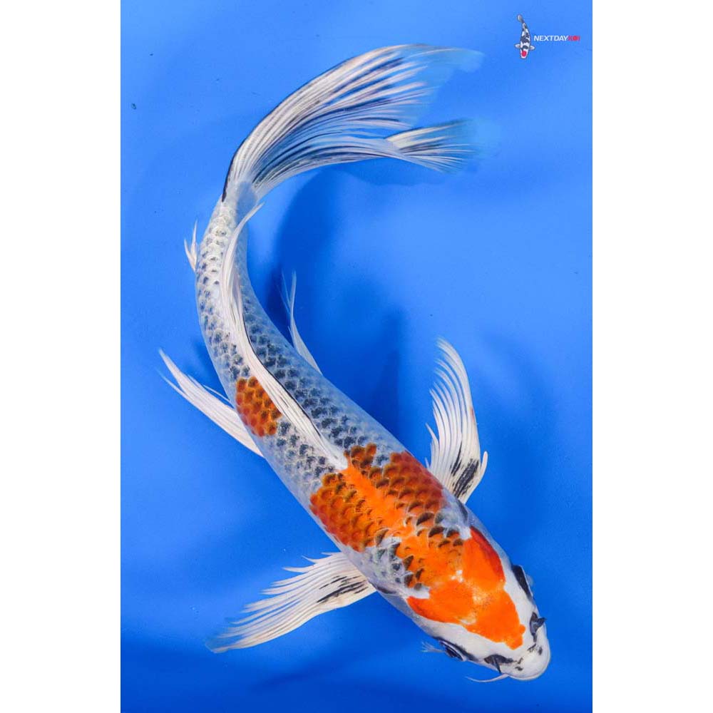10.5” Imported Kujaku Butterfly Koi