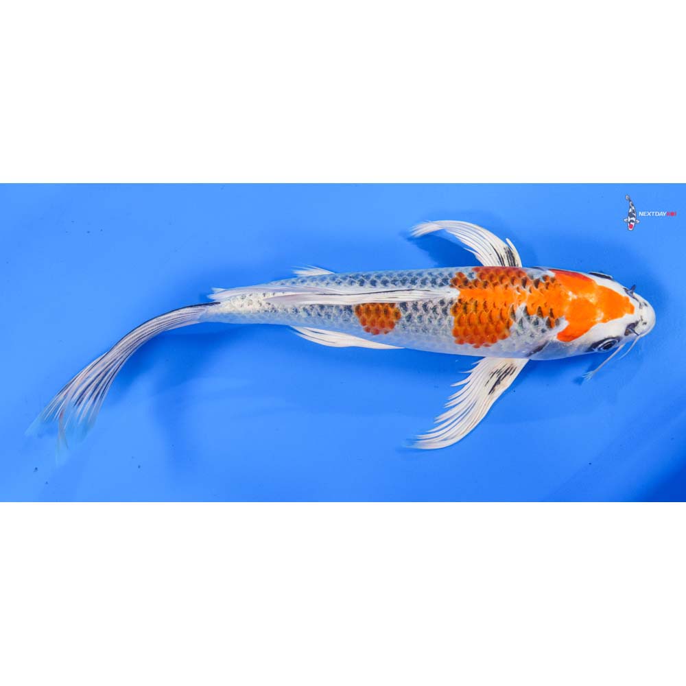 10.5” Imported Kujaku Butterfly Koi