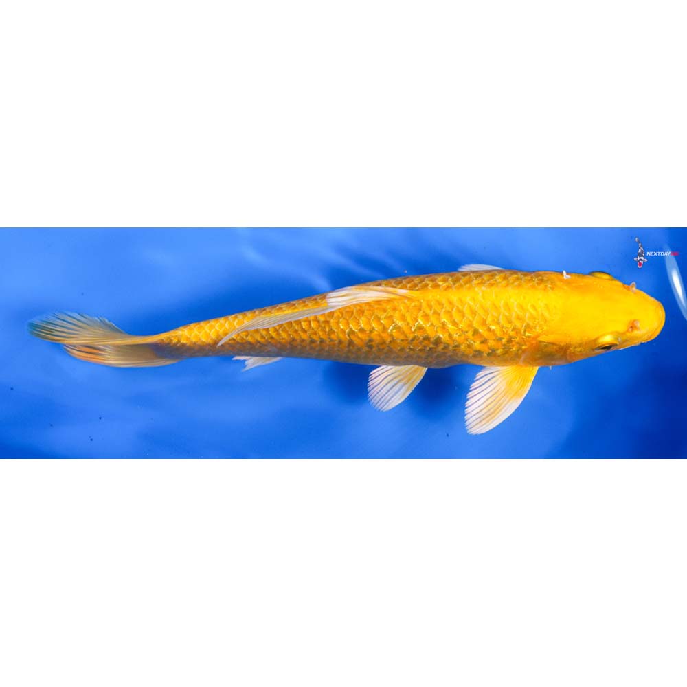 9” Imported Gin Rin Yamabuki Ogon