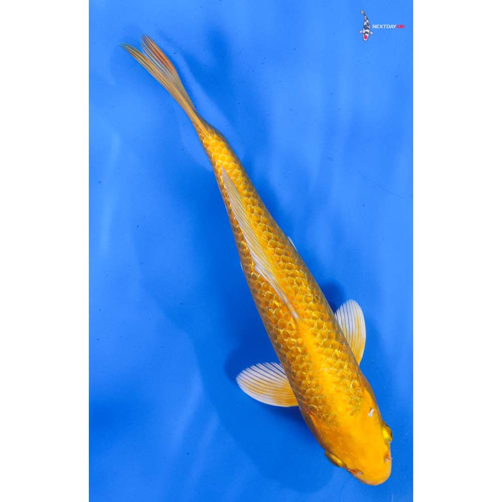 9” Imported Gin Rin Yamabuki Ogon