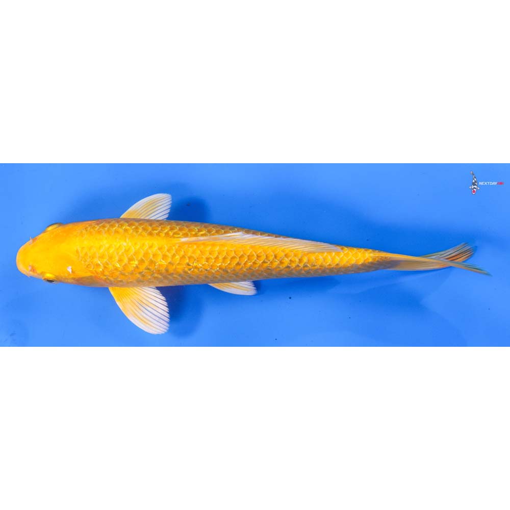 9” Imported Gin Rin Yamabuki Ogon