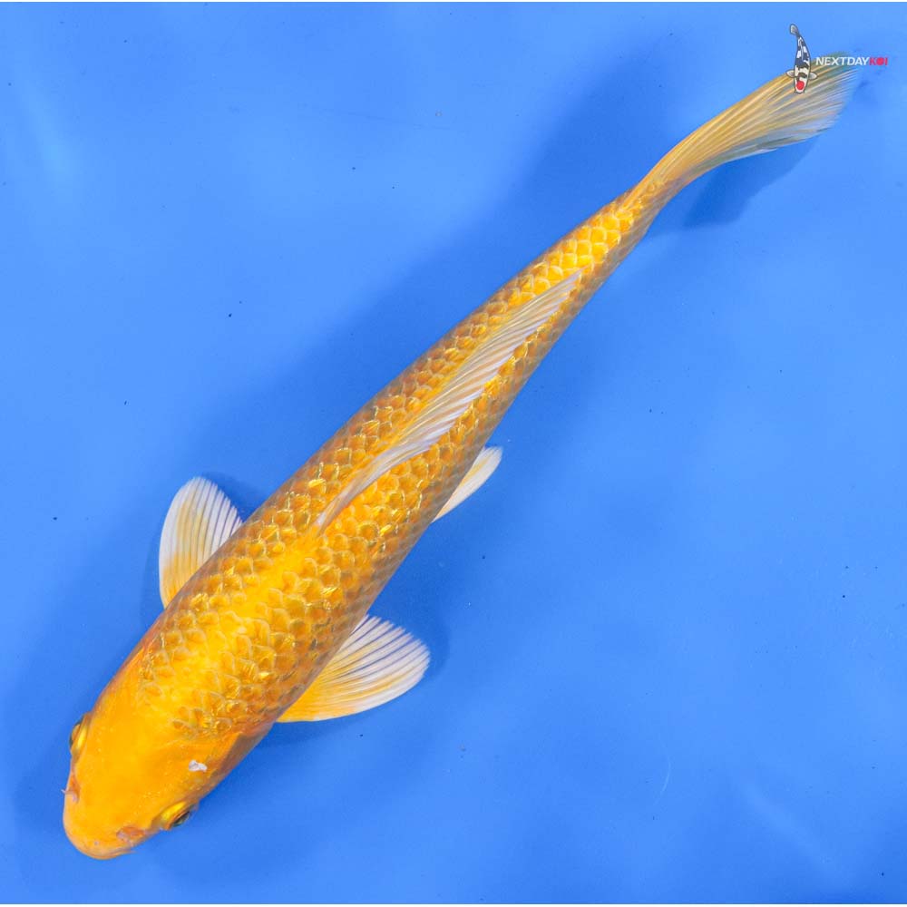 9” Imported Gin Rin Yamabuki Ogon
