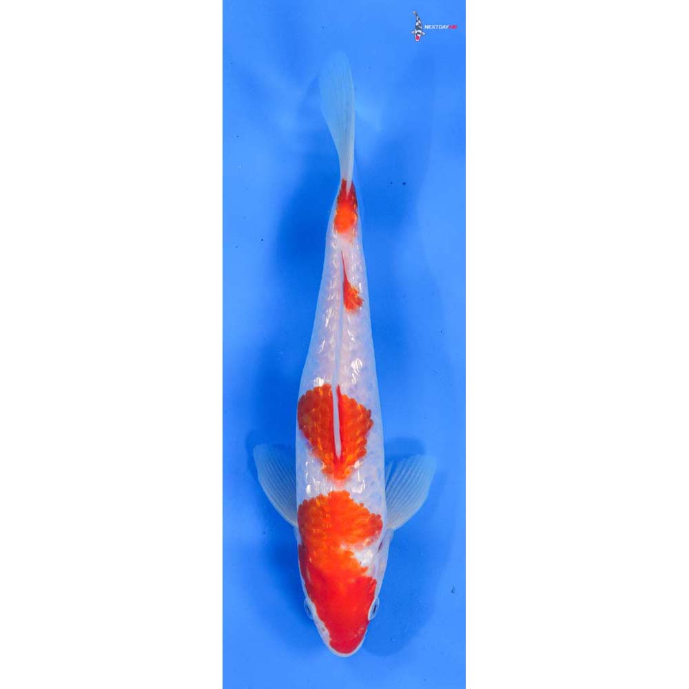 9” Imported Gin Rin Kohaku