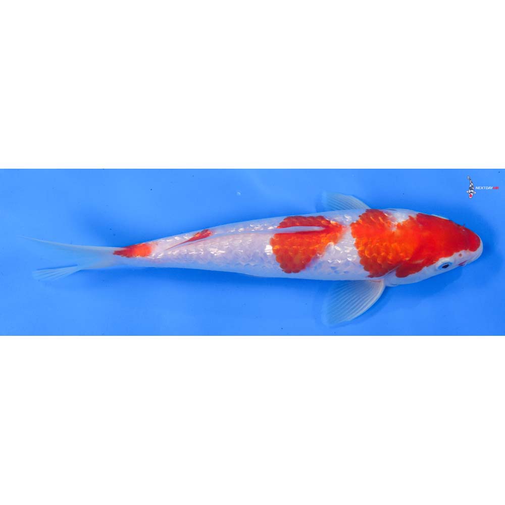 9” Imported Gin Rin Kohaku